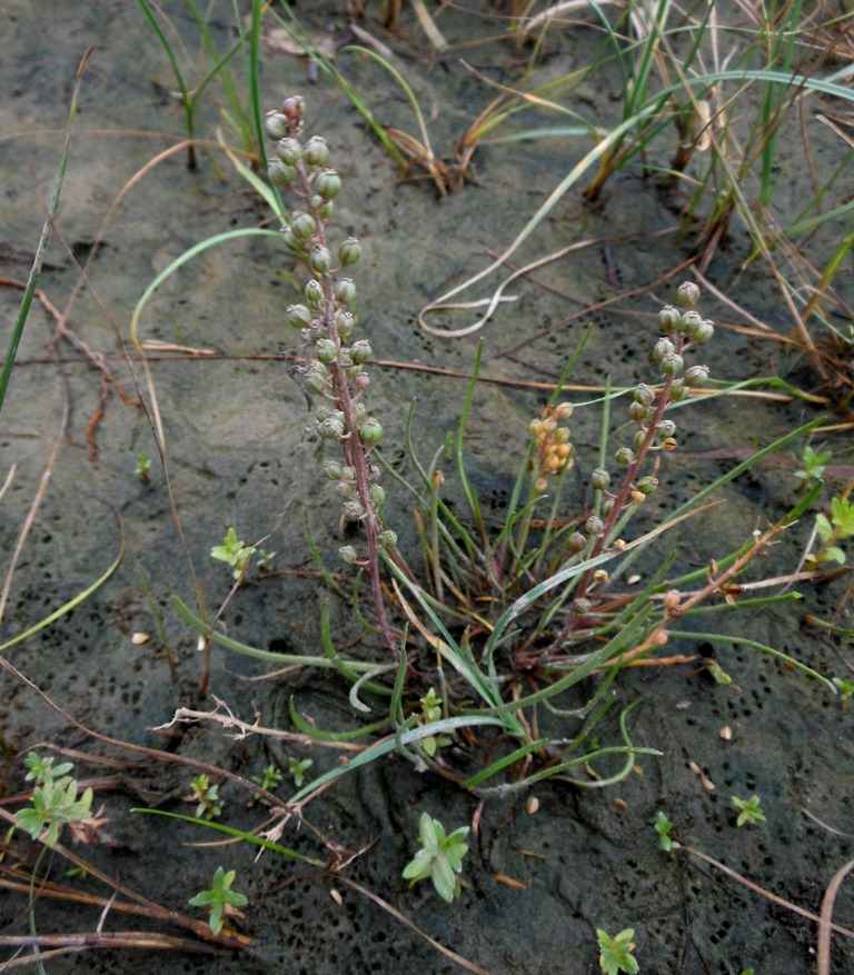 Image of Triglochin asiatica specimen.