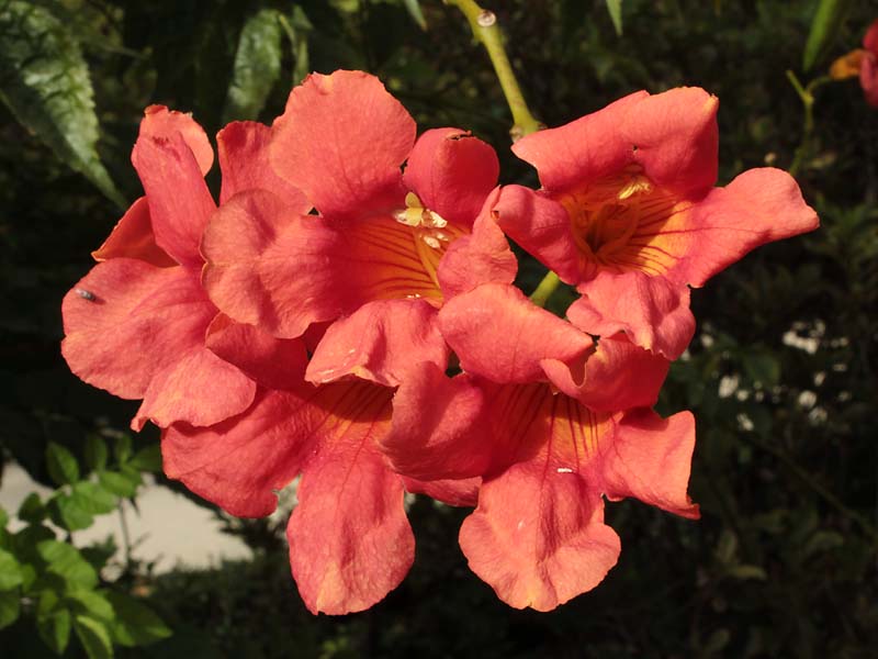 Изображение особи Campsis × tagliabuana.