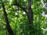Sorbus commixta. Стволы и ветви взрослого дерева. Сахалин, окр. г. Южно-Сахалинска. Июнь 2012 г.