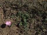 Convolvulus lineatus