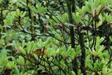 Ternstroemia gymnanthera. Ветви в средней части растения. Нидерланды, г. Venlo, \"Floriada 2012\". 11.09.2012.