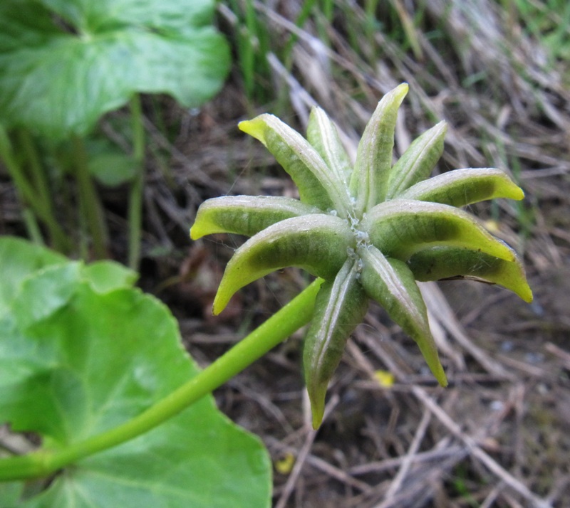 Изображение особи Caltha palustris.