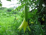 Lilium kesselringianum