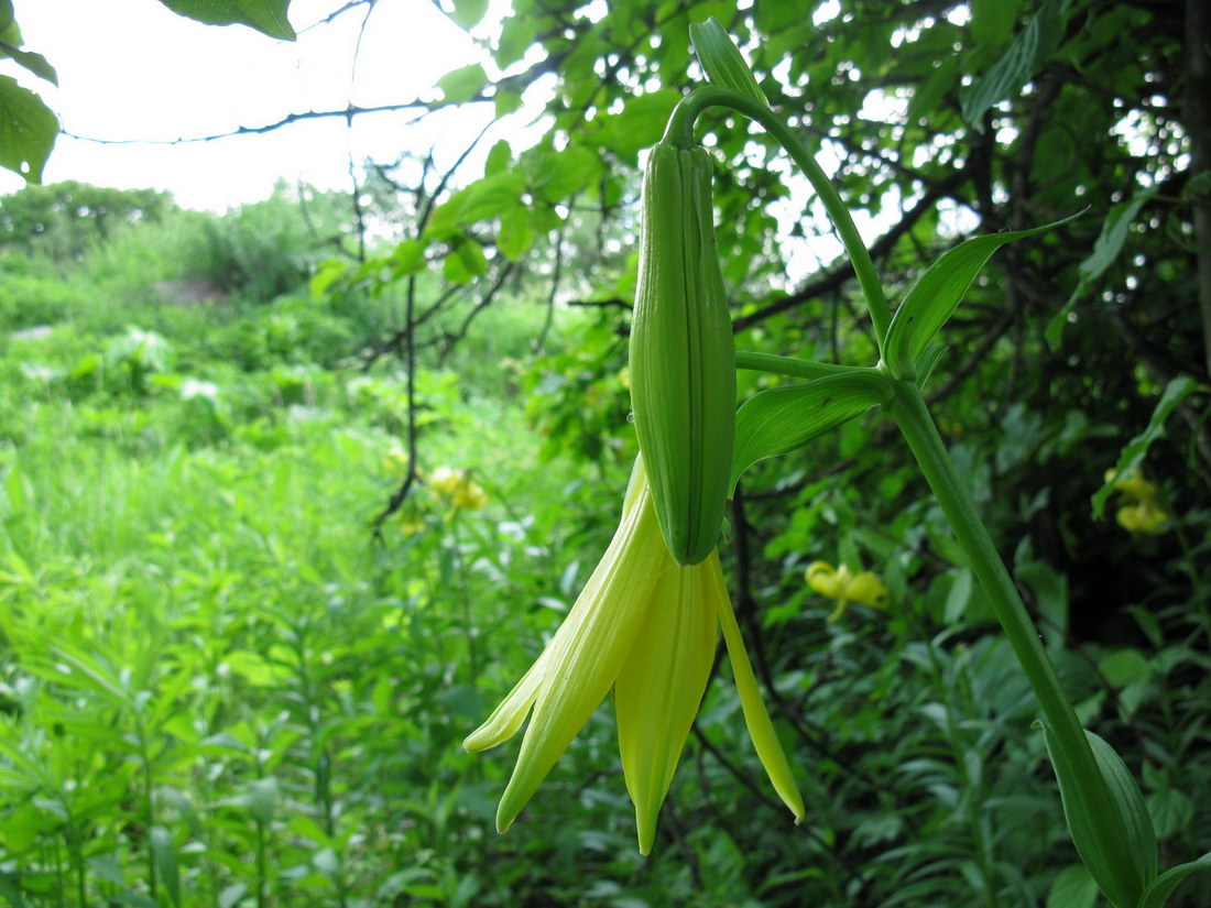 Изображение особи Lilium kesselringianum.