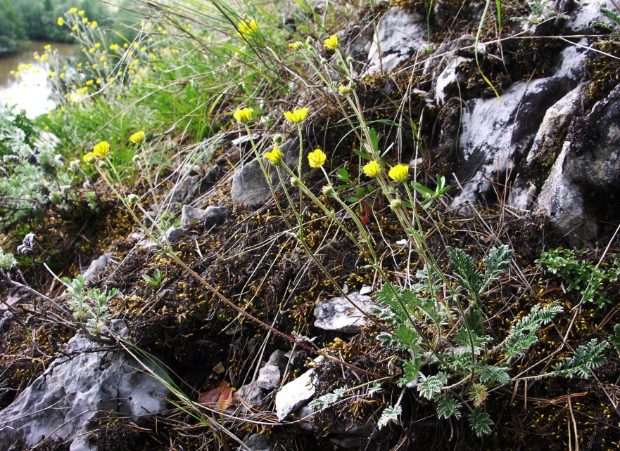 Image of Potentilla sericea specimen.