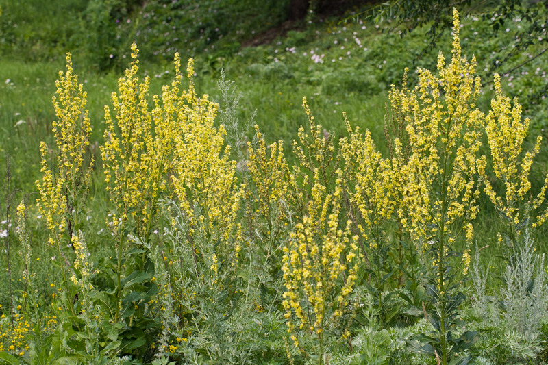Image of Verbascum lychnitis specimen.