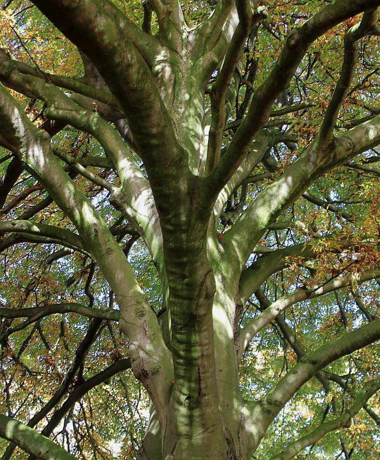 Image of Fagus sylvatica specimen.