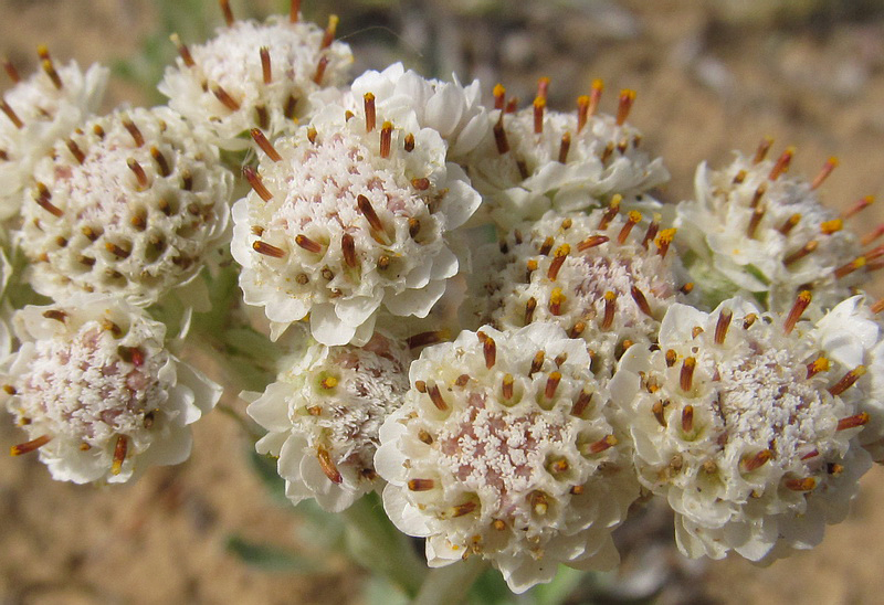 Изображение особи Antennaria dioica.