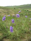 Scabiosa comosa. Цветущее растение на обочине дороги. Иркутская обл., о. Ольхон, окр. фермы Ташкай, берег залива Загли, сухой остепнённый луг. 24.07.2012.