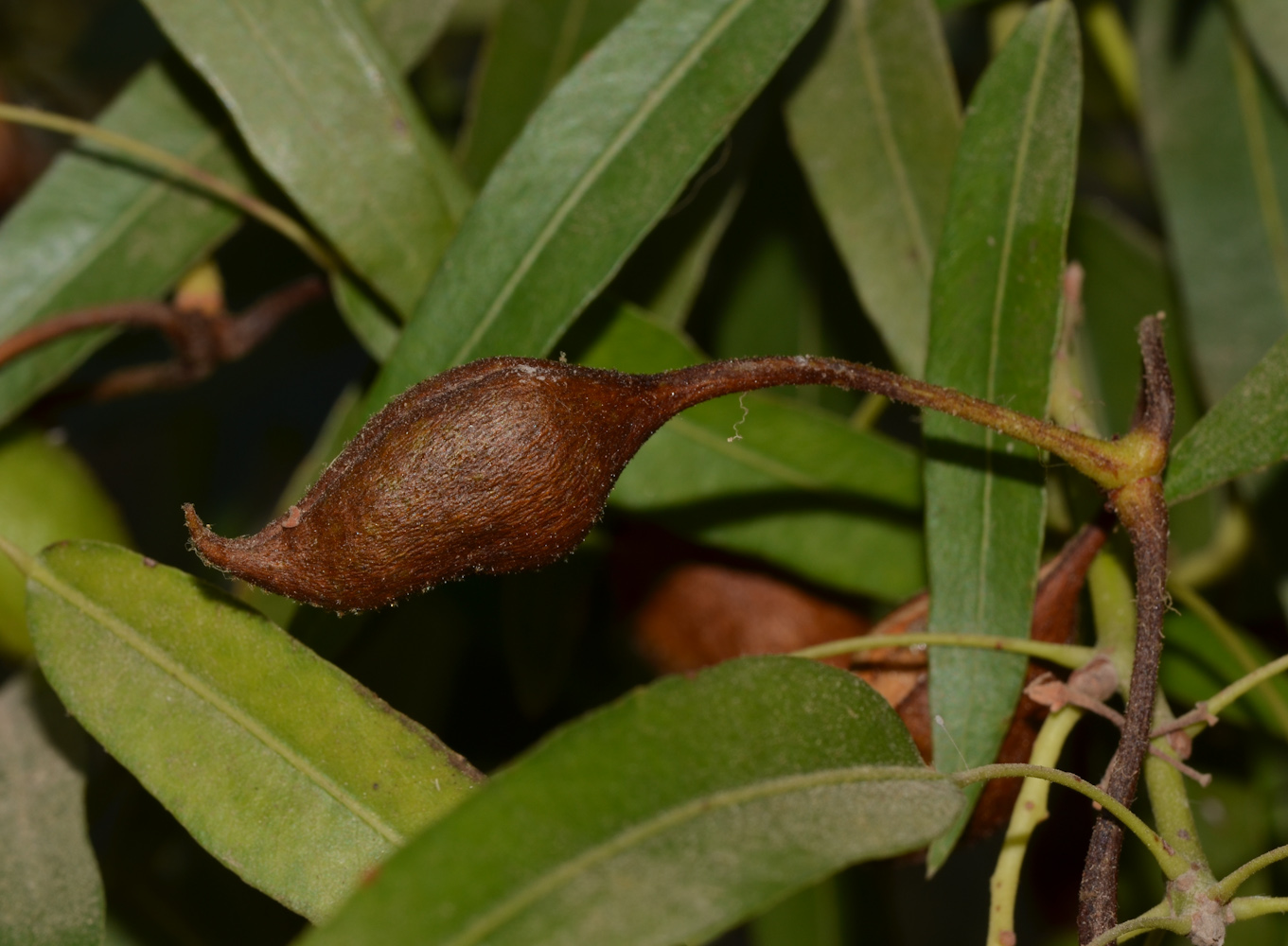 Изображение особи Brachychiton rupestris.