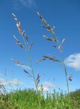 Festuca pratensis