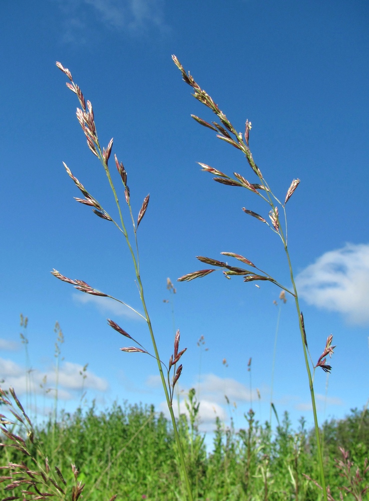 Изображение особи Festuca pratensis.