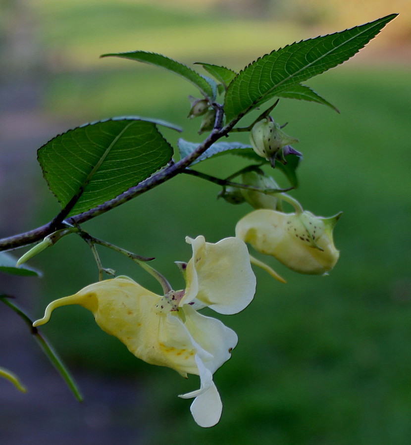 Изображение особи Impatiens scabrida.