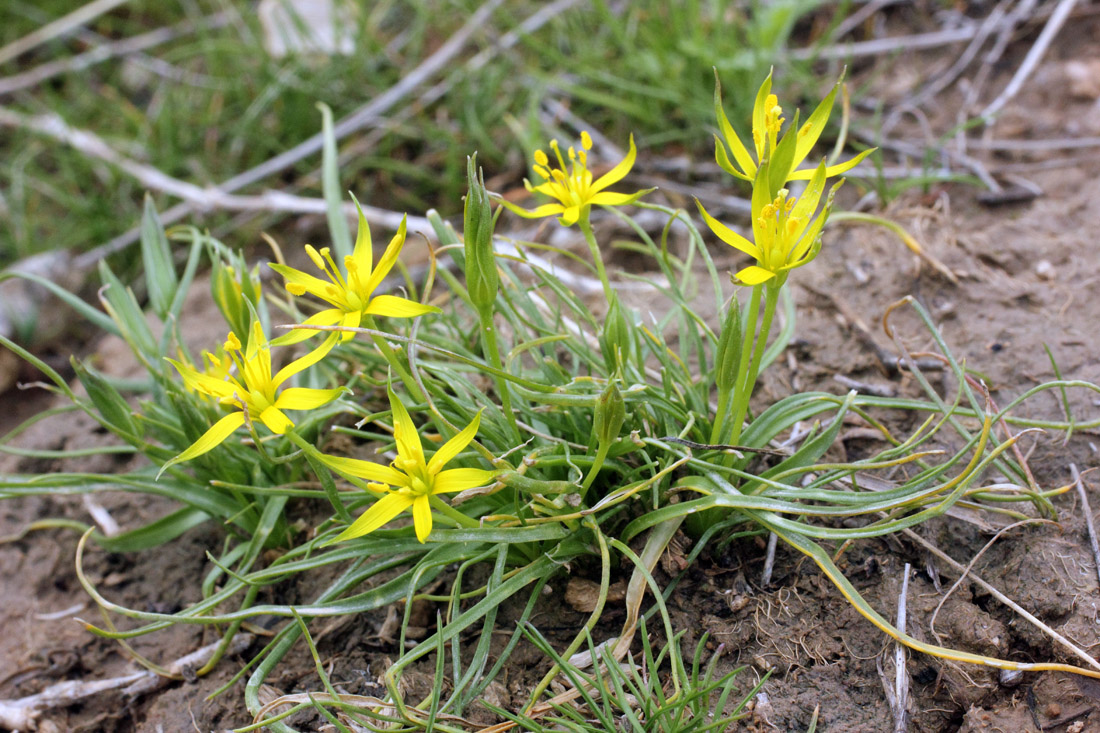 Изображение особи Gagea graminifolia.