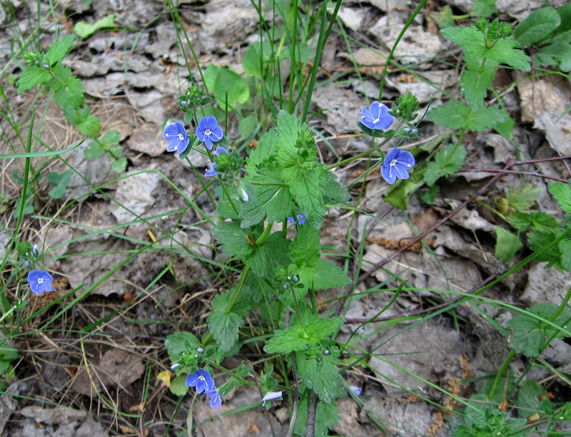 Image of Veronica chamaedrys specimen.