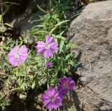 Image of taxon representative. Author is Галина Горьева