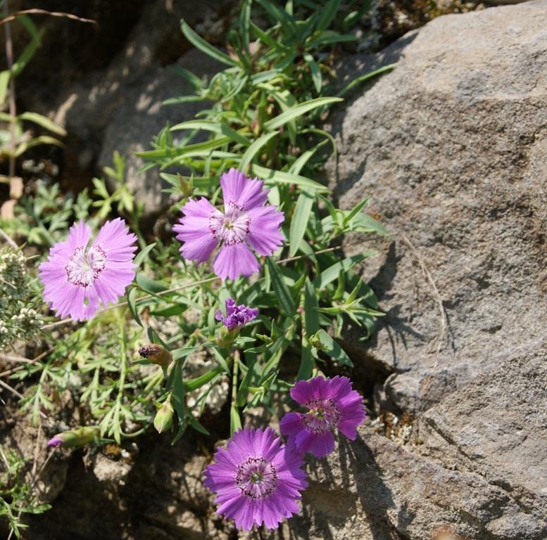 Image of Dianthus chinensis specimen.