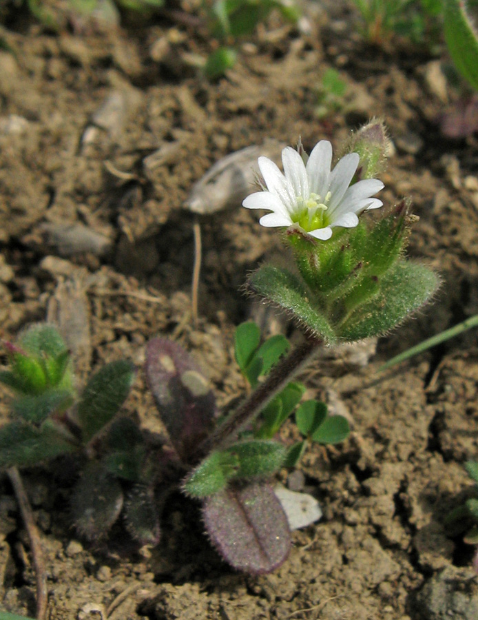 Image of Cerastium crassiusculum specimen.