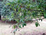 Lauro-cerasus officinalis. Часть кроны дерева с созревающими плодами. Хорватия, Истрия, г. Пореч. 06.09.2012.