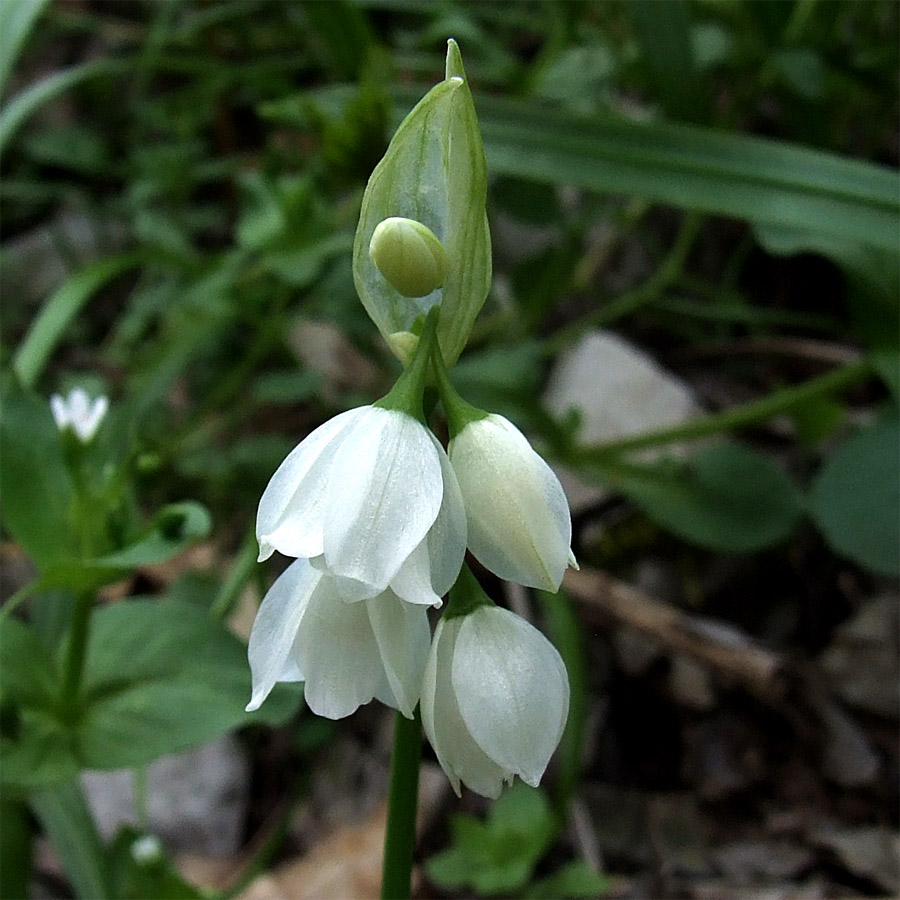 Image of Allium paradoxum specimen.