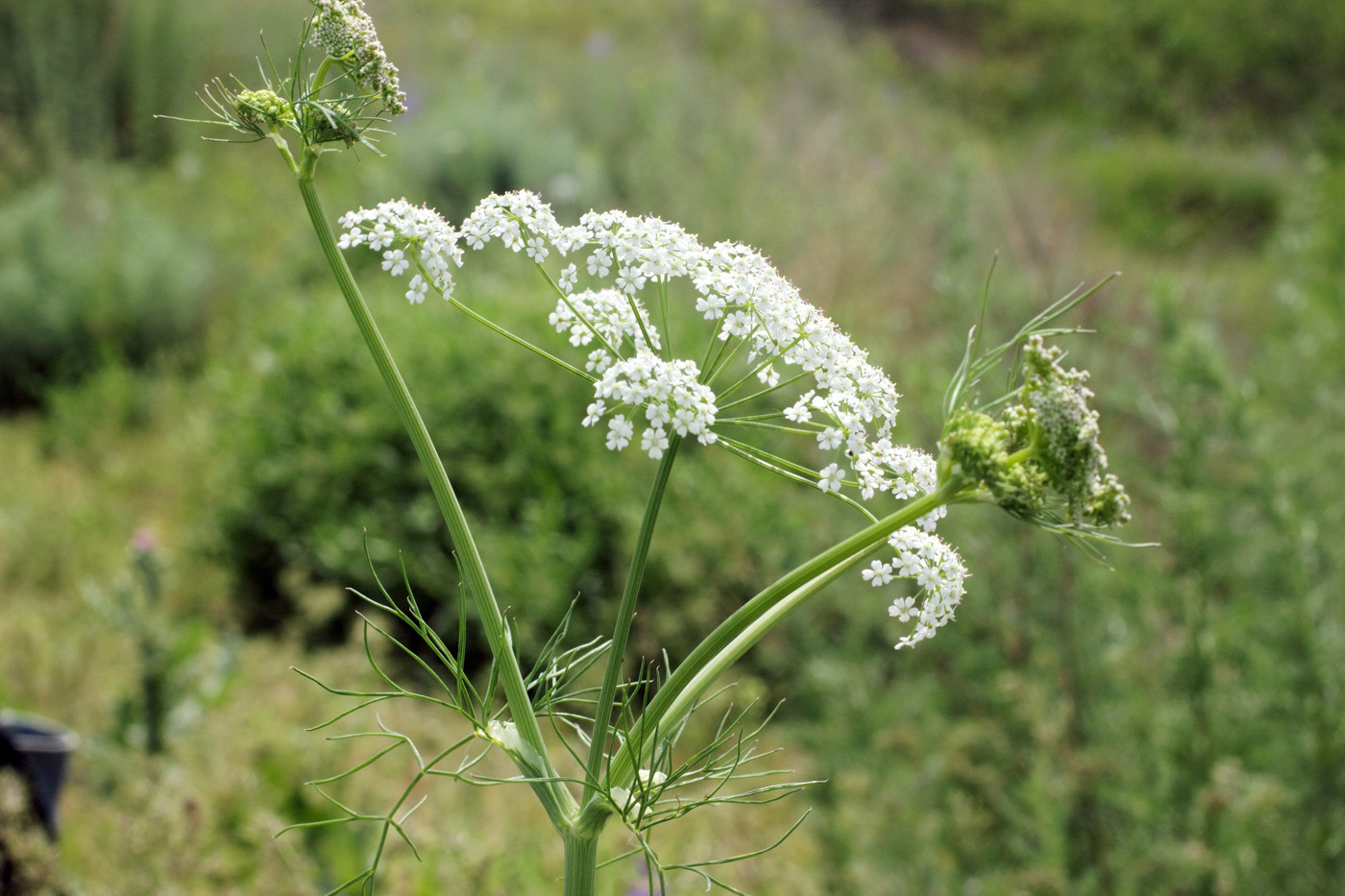 Изображение особи Oedibasis chaerophylloides.