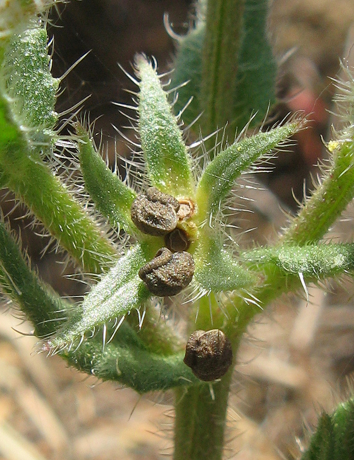 Image of genus Lycopsis specimen.