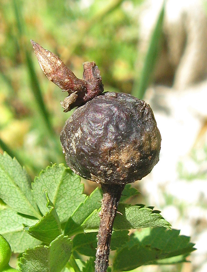 Image of Rosa spinosissima specimen.