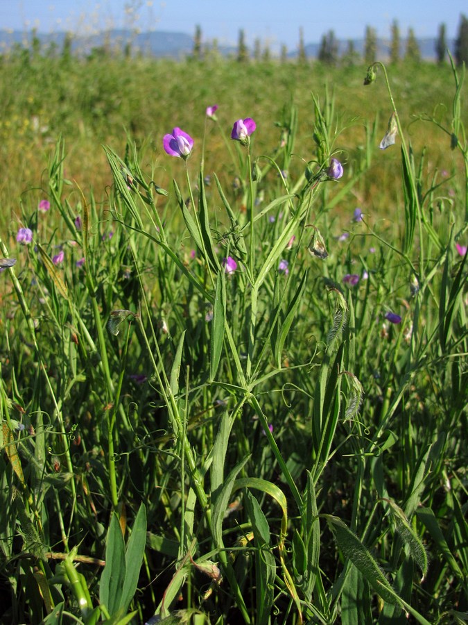 Изображение особи Lathyrus hirsutus.