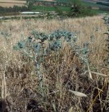Carthamus glaucus. Растение перед цветением. Израиль, Голаны (северная часть), окр. киббуца Гонен (высота 200 м н. у. м.).16.05.2013.