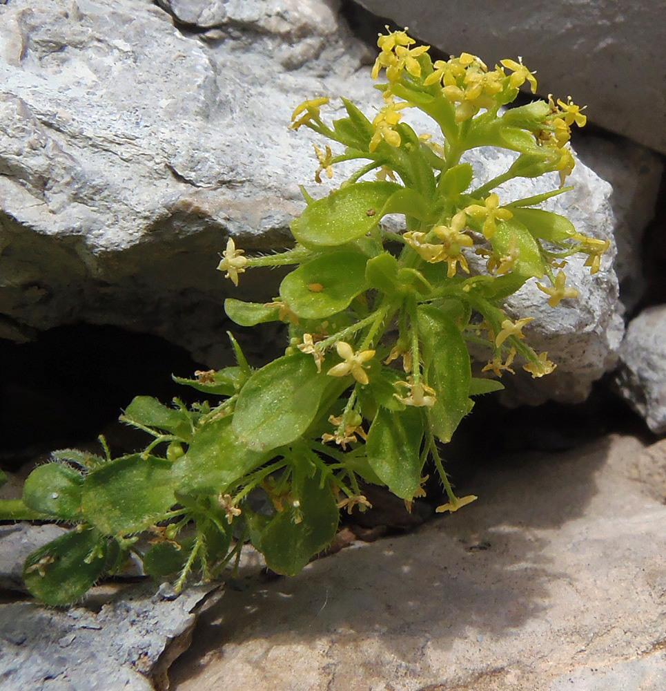 Image of Cruciata taurica specimen.