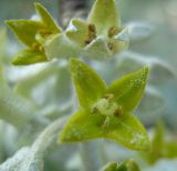 Elaeagnus angustifolia