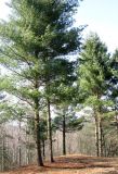 Pinus strobus. Группа высаженных деревьев. Ставропольский край, г. Кисловодск, Курортный парк верхний. 01.04.2013.