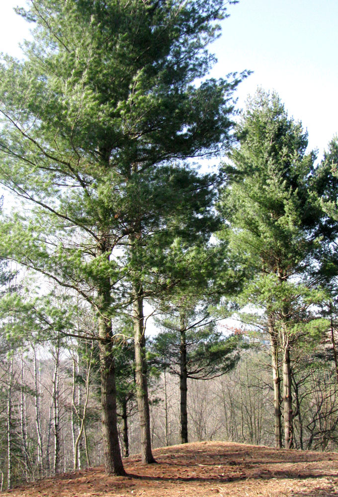 Image of Pinus strobus specimen.