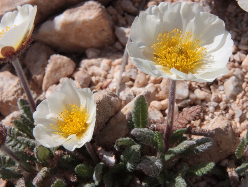 Image of Dryas sumneviczii specimen.