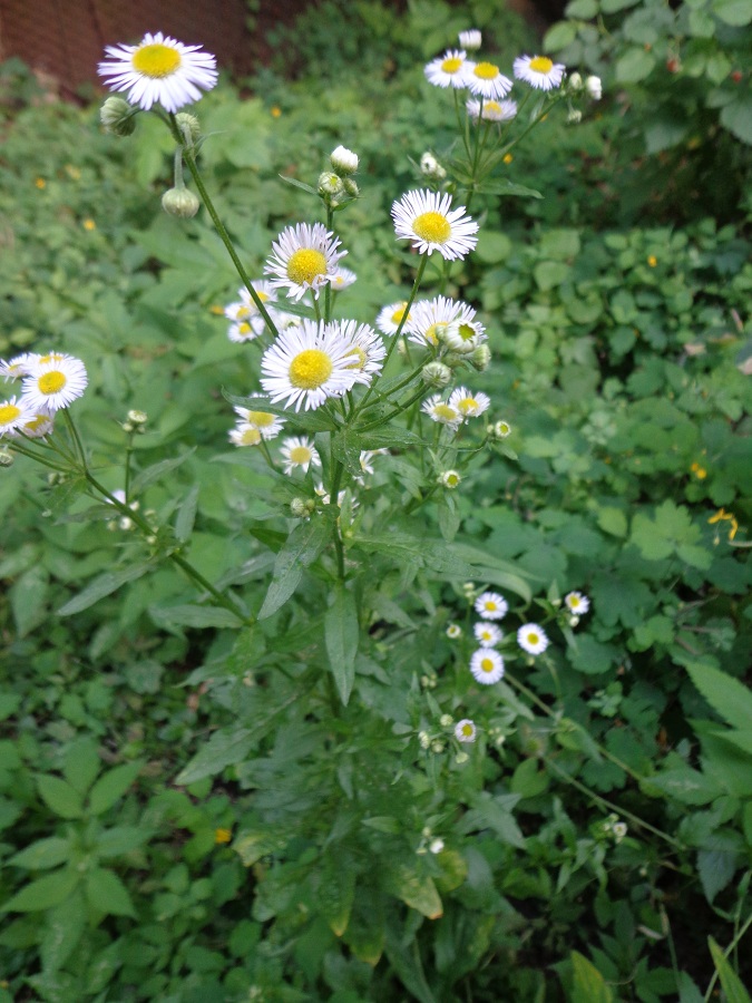 Image of Erigeron annuus specimen.