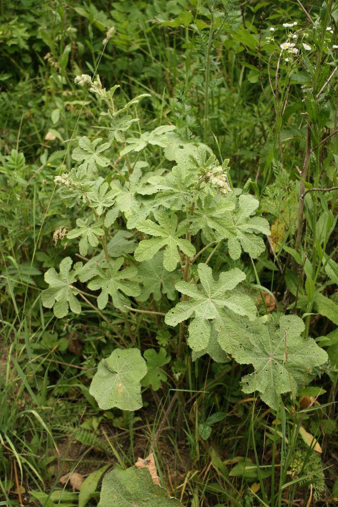 Image of Alcea rugosa specimen.