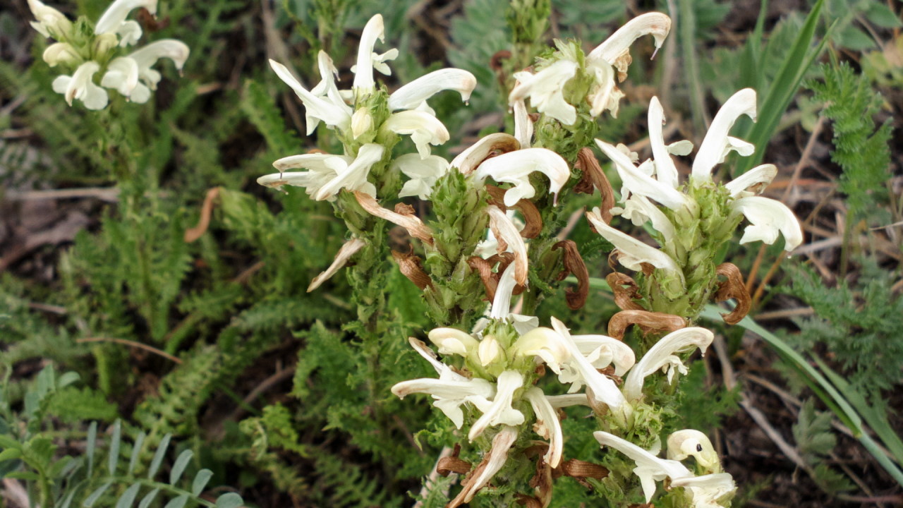 Image of Pedicularis venusta specimen.