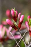 Amygdalus petunnikowii. Верхушка побега с распускающимися цветками. Южный Казахстан, вершина 797.3 0.5 км западнее шоссе Корниловка-Пестели. 28.03.2013.