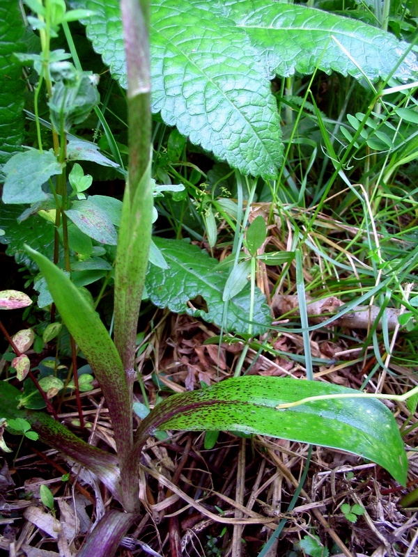 Image of Orchis mascula ssp. speciosa specimen.