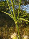 Dipsacus laciniatus. Средняя часть стебля со сросшимися основаниями листьев и основаниями пазушных побегов. Краснодарский край, окр. г. Крымск, пойменный луг р. Адагум. 23.07.2013.