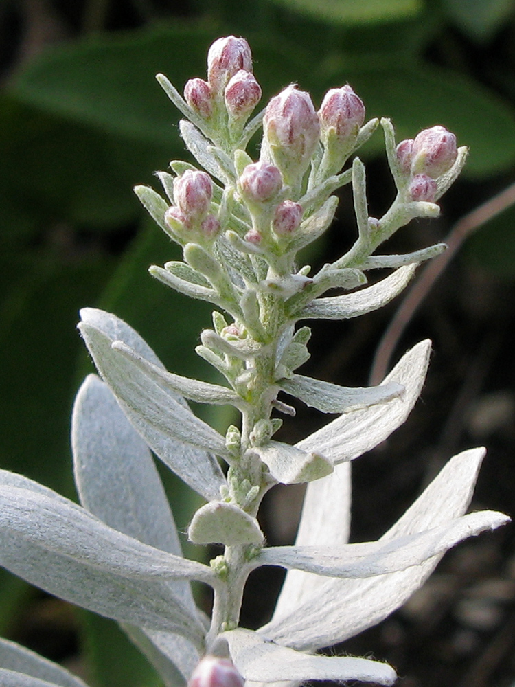 Image of Galatella villosa specimen.