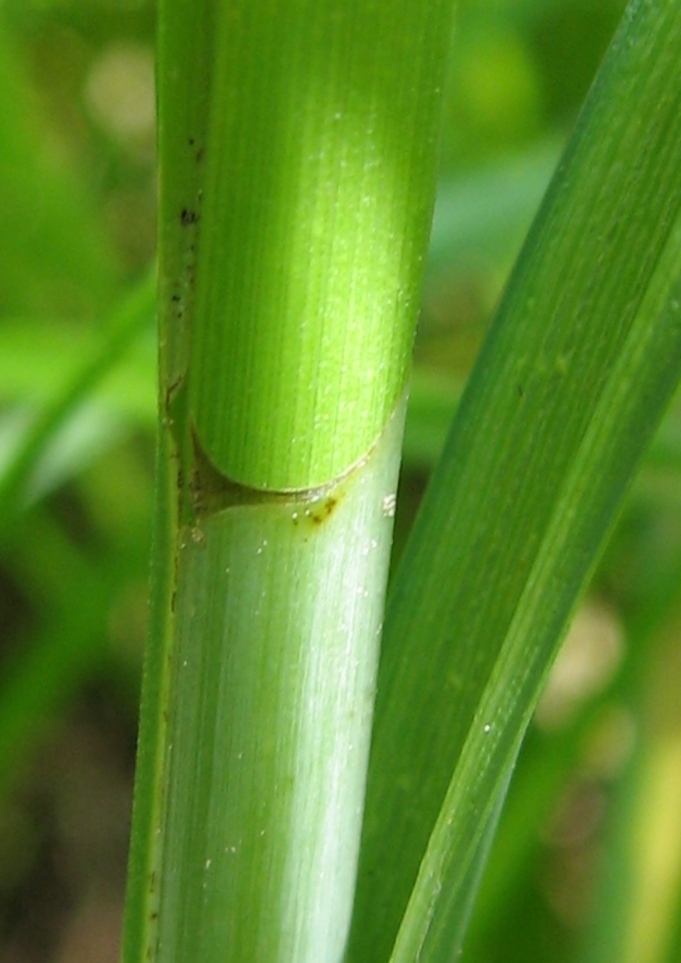 Изображение особи Carex acuta.