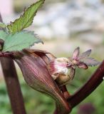 Angelica gigas