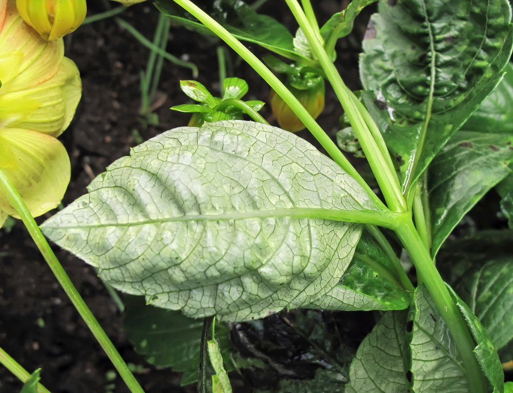 Image of Dahlia pinnata specimen.