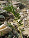 genus Onobrychis. Лист, поражённый ржавчиной. Краснодарский край, г. Новороссийск, мыс Шесхарис, прибрежный склон Маркотхского хребта. 08.09.2013.