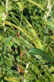 Persicaria lapathifolia