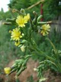 Lactuca serriola