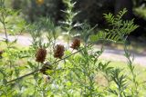 Glycyrrhiza echinata