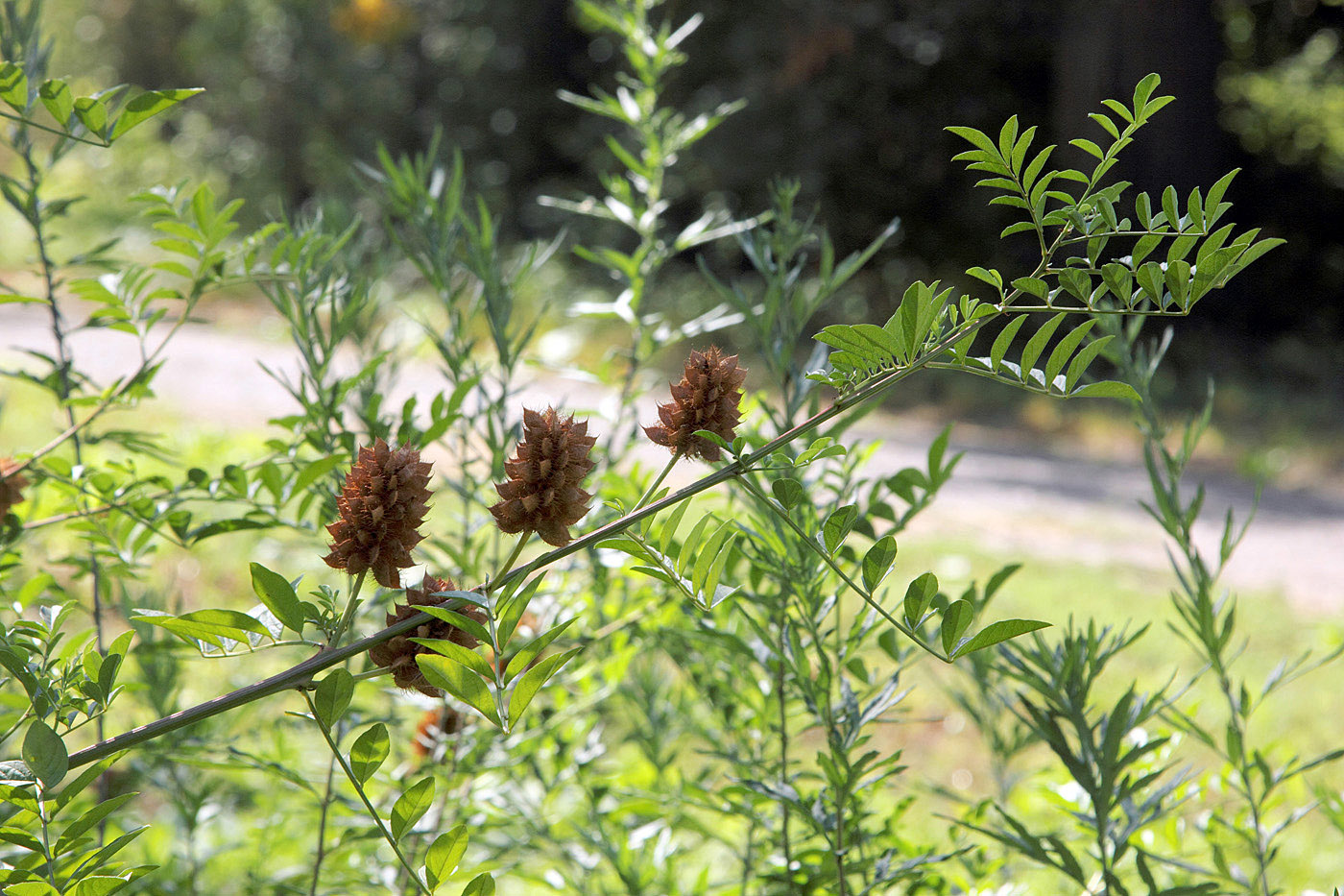 Изображение особи Glycyrrhiza echinata.