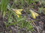 Tulipa heterophylla. Цветущие растения. Казахстан, Заилийский Алатау, перевал Талгар, 3200 м н.у.м. 30.06.2013.